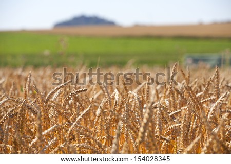 View over a grain field in summer just before harvest