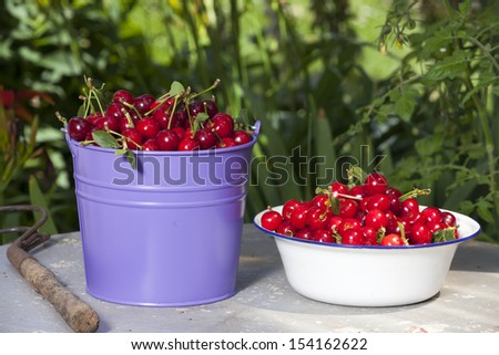 A Metal Bucket and a white enamel Bowl filled with freshly picked Cherries from the Garden