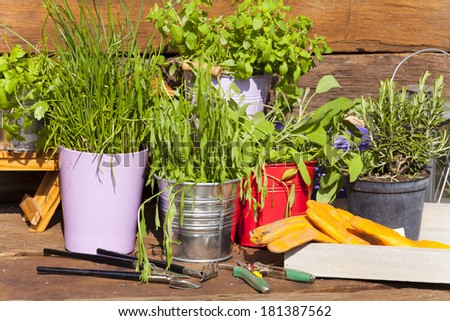 Various herbs in pots with garden tool stand in front of a garden shed