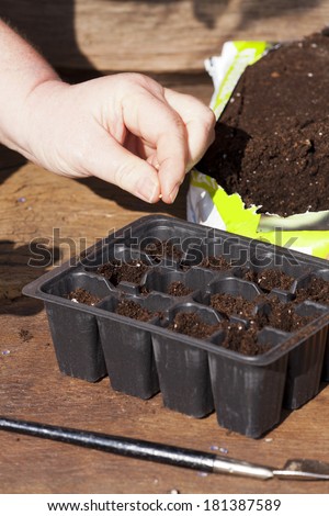 Sowing herbs, human hand puts herb seeds in potting soil