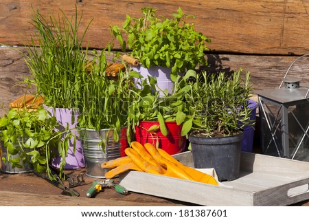 Fresh various herbs in pots with garden gloves and tools on a wooden table in front of a garden shed