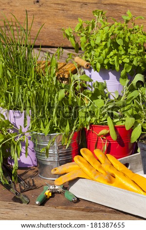 Fresh various herbs in pots with garden gloves and tools on a wooden table in front of a garden shed