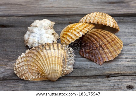 Close-up view of sea shells from the Mediterranean on a rustic wooden