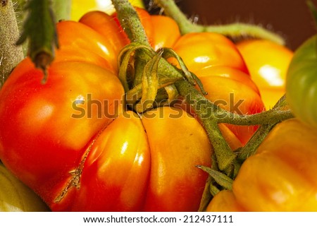 Close-up of large beefsteak tomatoes in the home garden