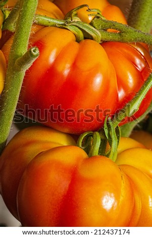 Large ripe and juicy beefsteak tomatoes in the home garden