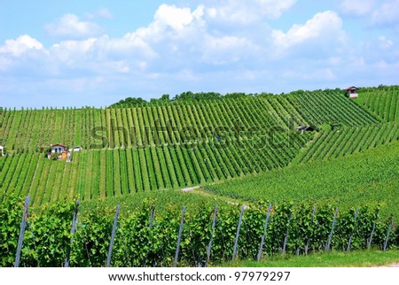 Grape harvesting in a vineyard in South Germany