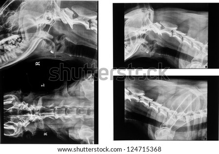 Vet x ray photography of dog neck