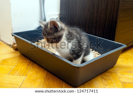 Cat dispose in litter box