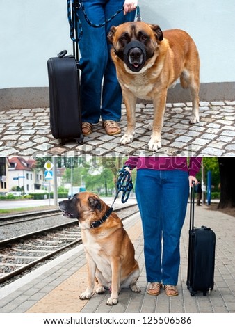 Big dog wearing muzzle at dog-lead standing near female legs and suitcase. Traveling with dog.