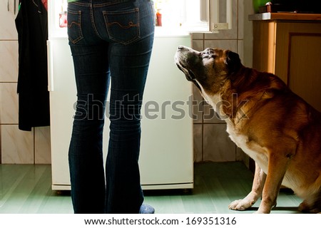 Hungry dog waiting for a meal. refrigerator emit bright light. Dog feeding time.