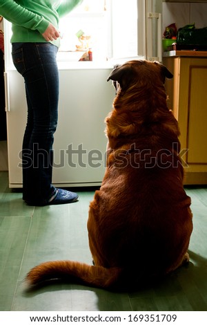 Hungry dog waiting for a dinner. Refrigerator emit bright light. Dog feeding time.