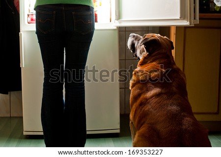 Hungry dog waiting for a dinner. Refrigerator emit bright light. Dog feeding time.