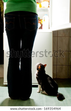 Hungry cat waiting for a meal and lick one\'s lips. refrigerator emit bright light. Dog feeding time.