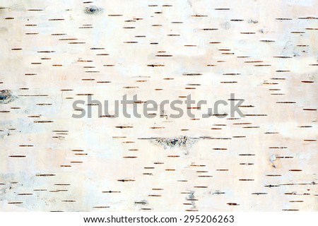 close up of birch tree bark details - background or texture