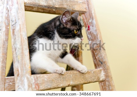 renovation cat on a wooden painting ladder in interior