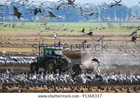 Migratory birds. Dancing Crane. Feeding of migratory birds. Tractor in the field.