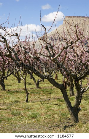Blooming peach orchard on Orchard Mesa