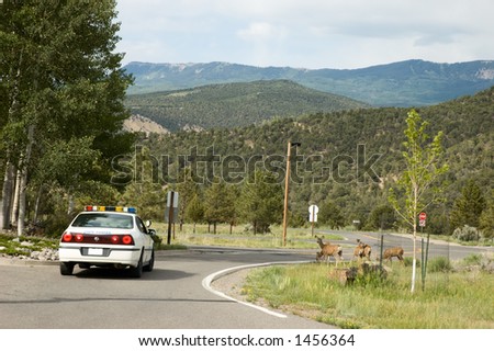 Ranger car waits for deer to cross the road
