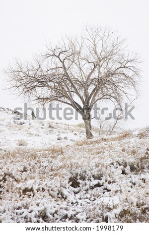 Bare tree on a hill dusted with snow, Grand Junction, Colorado