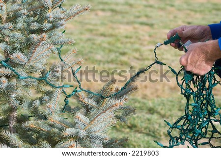 Hands of a man placing a string of lights on a small blue spruce in the front yard of a residence.