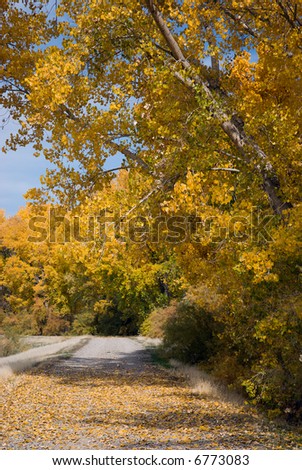 Road strewn with fallen golden cottonwood leaves