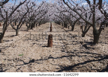 Blooming orchard with gas heaters on Orchard Mesa in western Colorado near the town of Palisade
