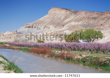 Irrigation canal with a blooming peach orchard and a mesa