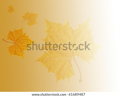 Sycamore leaf background