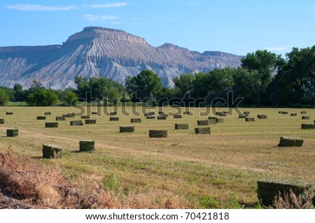 Summer hay field near Palisade, Colorado with Mt. Garfield in the background