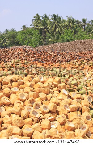 Pile of discarded coconut husk in Thailand coconut farm