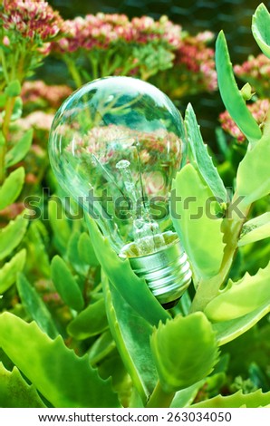 electric light bulb between green foliage