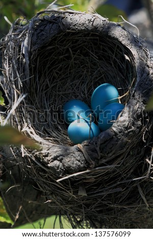 Closeup view Nest of Robin bird with Eggs inside built over the Tree vertical orientation.