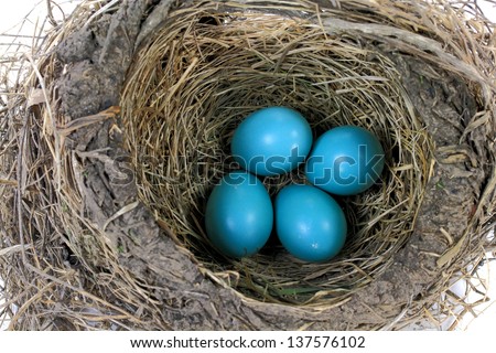 Closeup view Nest of Robin bird with Eggs inside built from Dry Grass, Twigs, Straws and Mud.