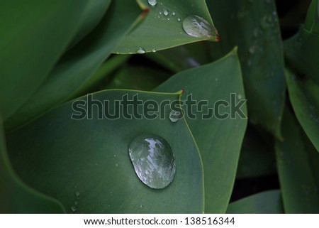 Closeup view (macro photo) from top of Tulip Leaves with water drops over green blurred background.