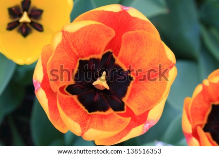 Closeup view inside of Variegated Tulip Flower and Parts of Tulip Flower over green background of Tulip Leaves.
