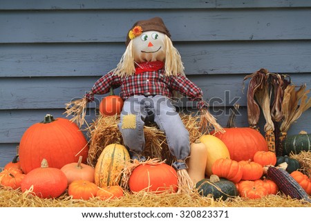 Thanksgiving, harvest and autumn decoration. Scarecrow sitting over bail of hay and guarding the harvested pumpkins, squashes and colorful Indian corns.