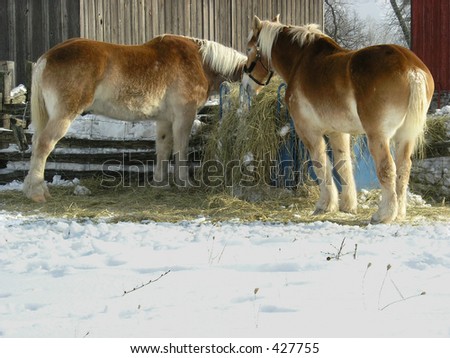The horses From series animals in the farm - winter in the farm.