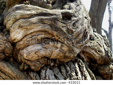 Wooden Fist. The structure of the tree is looking like a fist, built by the structure of the tree in some point of the time during the tree growing up.