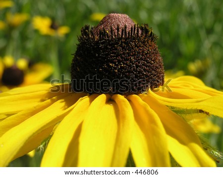 Brown stamina center of yellow flower. The brown like painted with metallic paint stamina center of the yellow flower.