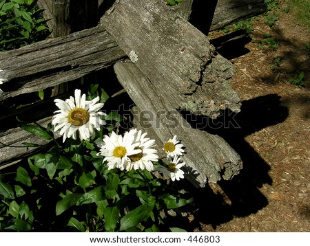 A country style arrangement. A corner of wooden fence with moon-flowers on the  front.