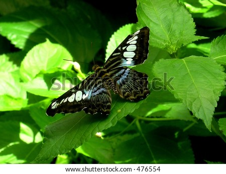 Black Malaysia Butterfly. The butterfly with similar pattern but with other colours can be met everywhere. I pictured the orange one in Canada. The black-blue-white pattern is typical for Malaysia.