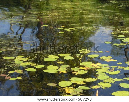Water lily and grass. A peaceful corner of Ramsey Lake. The water is cover by water grass and water lily.