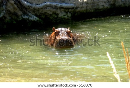 The lunch is finished. It is time for nap. The Hippopotamus is preparing for his afternoon siesta under the water.