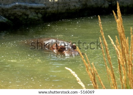 Siesta time. The hippopotamus can stay under water so long time. It is 4-toed amphibious herbivorous very heavy hot-blooded animal.
