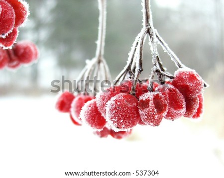 The red rimed berry. Red berry during the winter cold foggy morning covered by icicles.