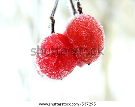 Red iced berry. Red berry during the winter cold foggy morning covered by icicles.