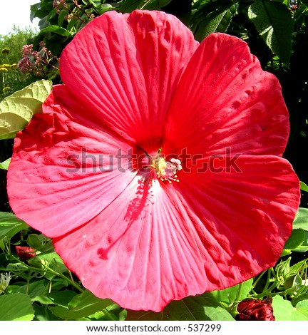 Beautiful Flower Names on The Red Beautiful Flower  A Big Red Blossom Of The Flower In Casa Loma