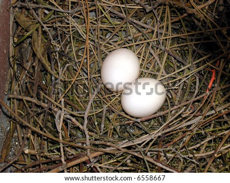 pigeons eggs