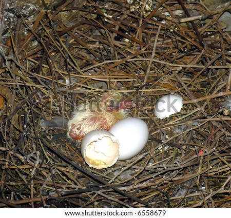 First egg is hatched. First Hatchling broke the egg. First baby pigeon is born.