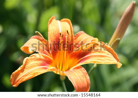 Tiger Lily. Picture of Tiger lily bloom and bud.
